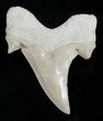 High Quality Otodus Fossil Shark Tooth #2227-1